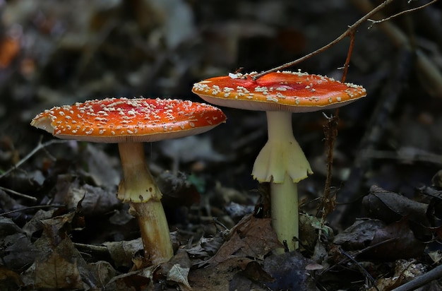 Zbliżenie grzybów agarskich na polu