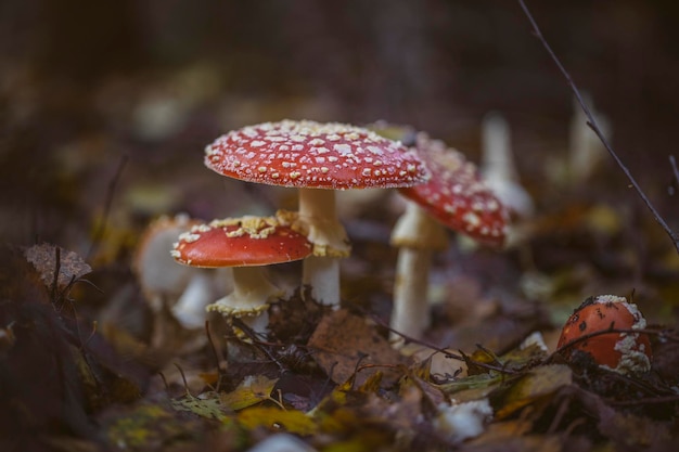 Zbliżenie grzybów agarskich