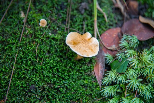 Zdjęcie zbliżenie grzybów i roślin rosnących na polu