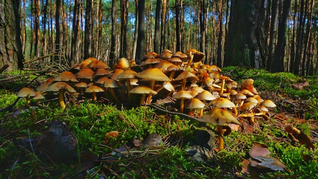 Zdjęcie zbliżenie grzybów na pniu drzewa w lesie