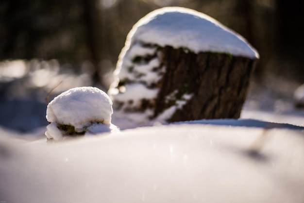 Zdjęcie zbliżenie grzybów na śniegu