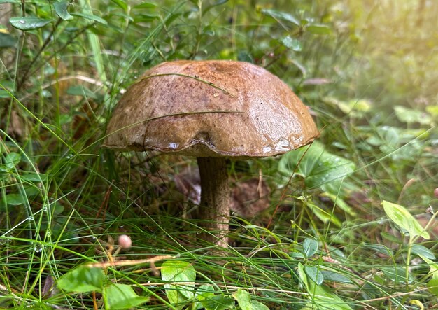 Zbliżenie grzybów porcini w lesie