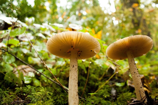 Zdjęcie zbliżenie grzybów rosnących na drzewie w lesie