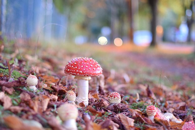 Zbliżenie grzybów rosnących na drzewie