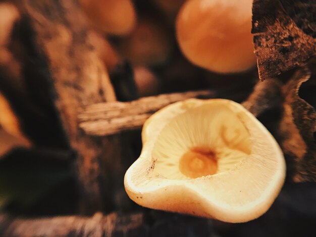 Zdjęcie zbliżenie grzybów rosnących na drzewie