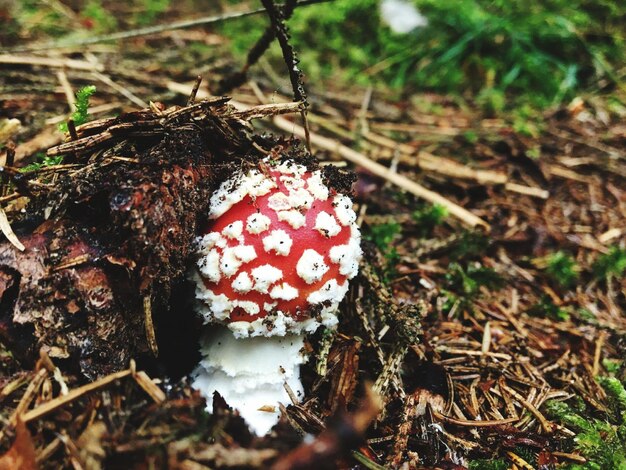 Zdjęcie zbliżenie grzybów rosnących na polu w lesie