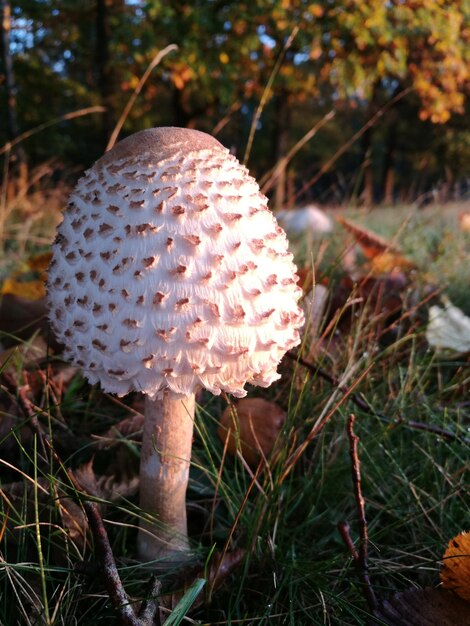 Zdjęcie zbliżenie grzybów rosnących na polu w lesie