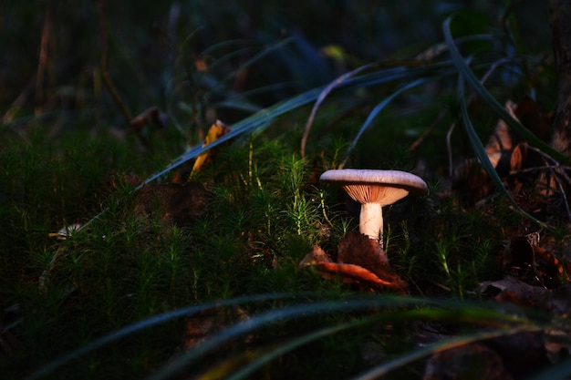 Zdjęcie zbliżenie grzybów rosnących na polu