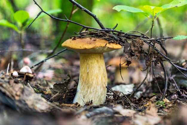 Zbliżenie grzybów rosnących na polu