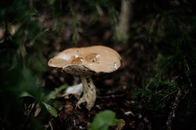Zbliżenie grzybów rosnących na polu