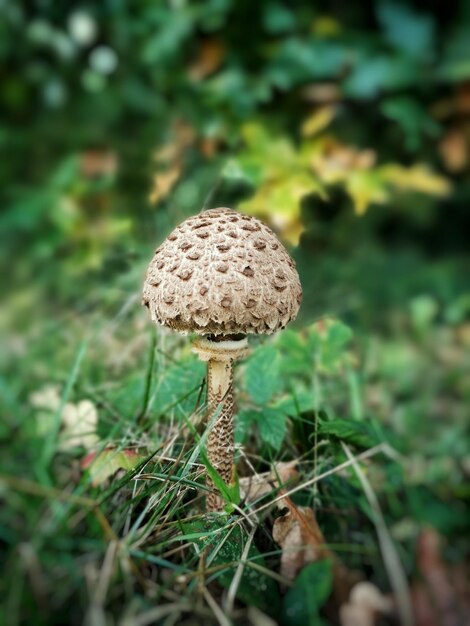 Zdjęcie zbliżenie grzybów rosnących na polu