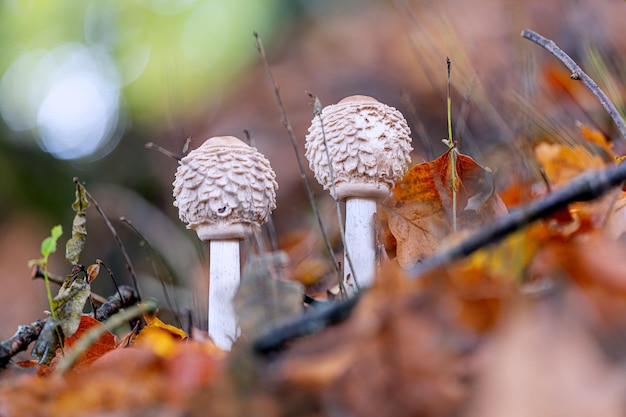 Zdjęcie zbliżenie grzybów rosnących na polu