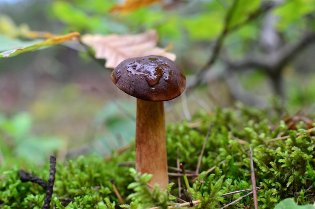 Zbliżenie grzybów rosnących na polu