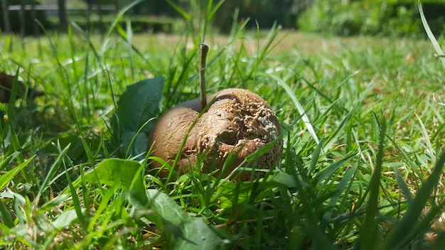 Zbliżenie grzybów rosnących na polu