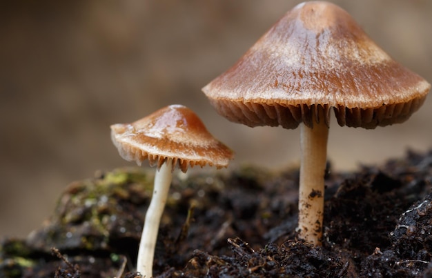 Zbliżenie grzybów rosnących na polu
