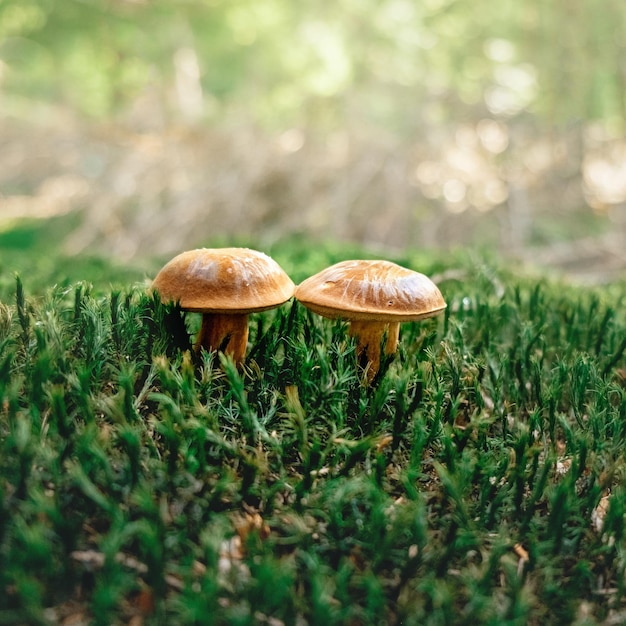 Zbliżenie grzybów rosnących na polu