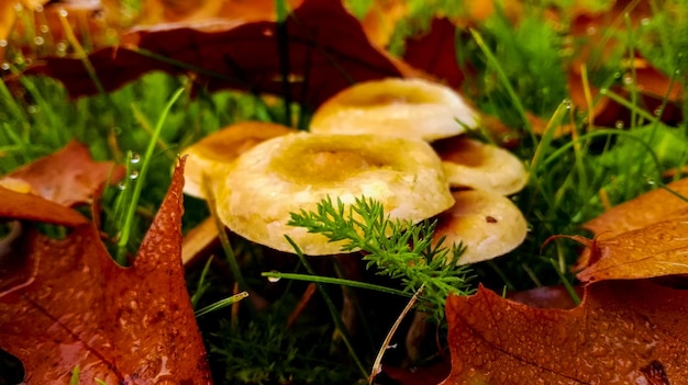 Zdjęcie zbliżenie grzybów rosnących na roślinie