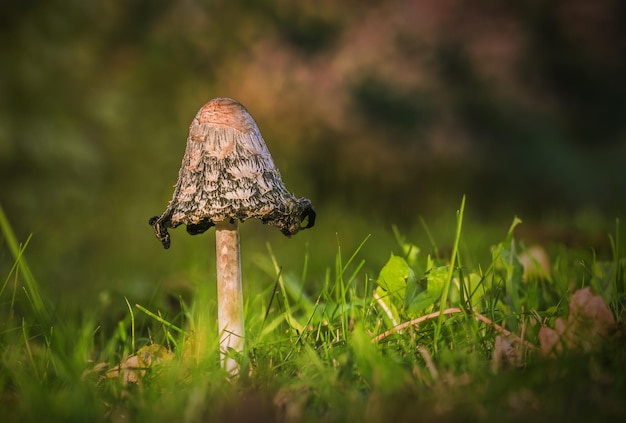 Zbliżenie grzybów rosnących na trawiastym polu