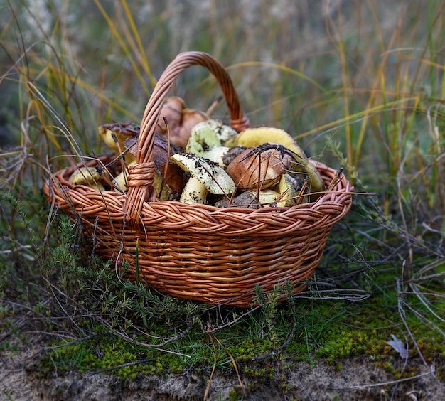Zdjęcie zbliżenie grzybów w koszyku na trawie