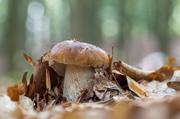 Zbliżenie grzybów