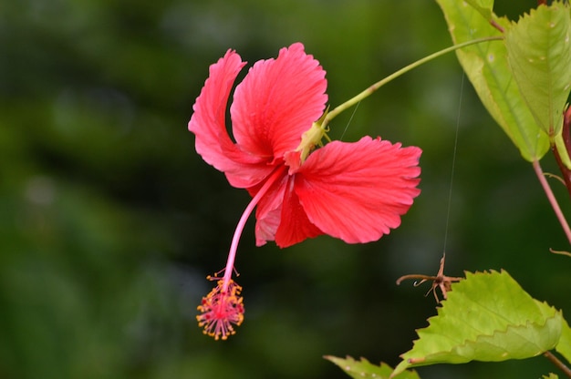 Zbliżenie hibiskusa na roślinie