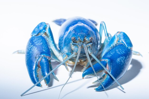Zdjęcie zbliżenie homara niebieskiego na białym tle
