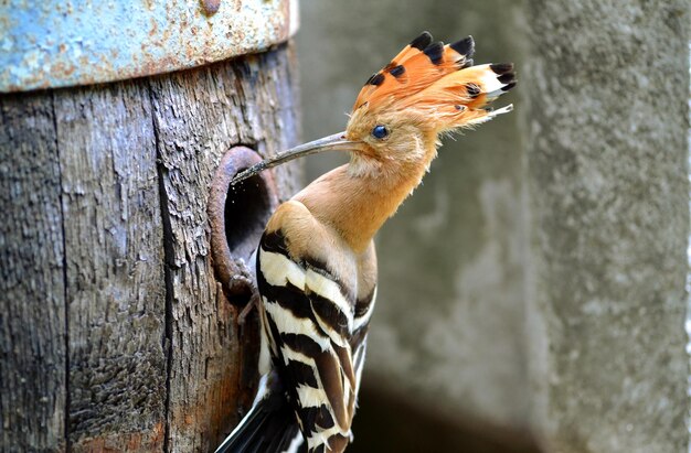 Zdjęcie zbliżenie hoopoe siedzącej na drewnianej beczce