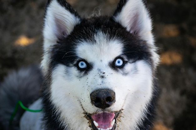 Zbliżenie husky w parku