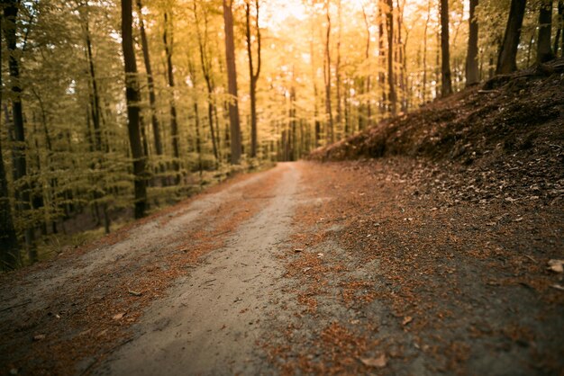 Zbliżenie i droga leśna offroad z niewyraźnym tłem latem Zdjęcie koncepcyjne letnich przygód w lesie