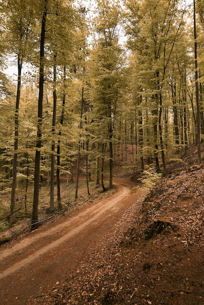 Zbliżenie i droga leśna offroad z niewyraźnym tłem latem Zdjęcie koncepcyjne letnich przygód w lesie