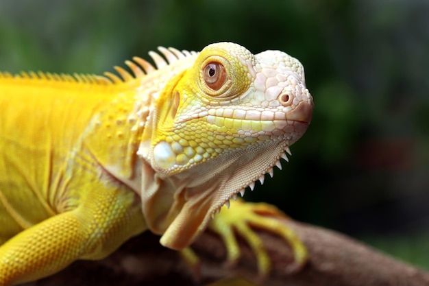 Zbliżenie iguana Albino na drewnie