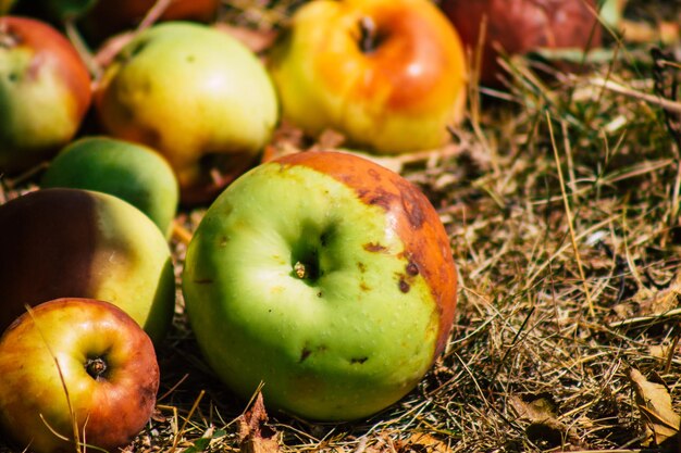 Zdjęcie zbliżenie jabłek na polu