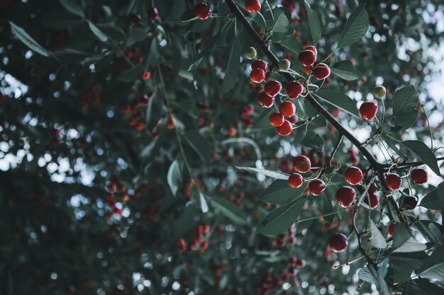 Zdjęcie zbliżenie jagód rosnących na drzewie