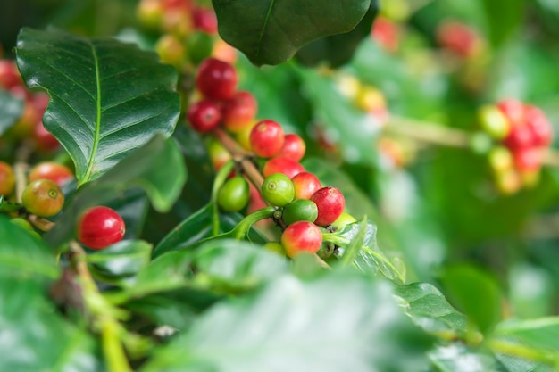 Zbliżenie, jagoda kawy Arabica dojrzewająca na drzewie