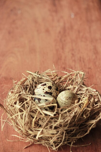 Zdjęcie zbliżenie jaj w gnieździe