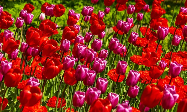 Zbliżenie jasne czerwone tulipany na zielonym tle