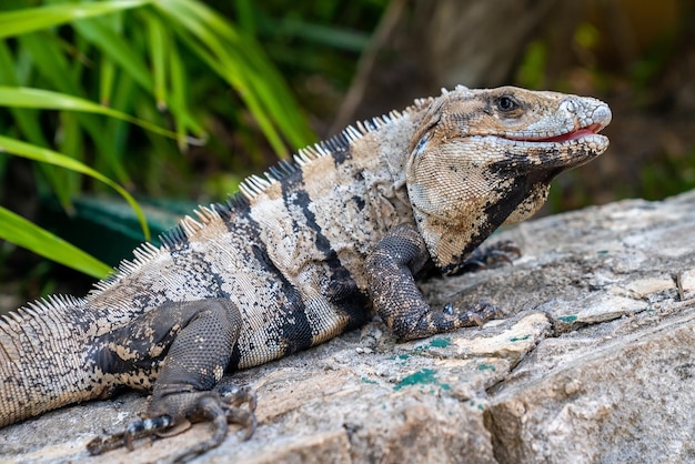 Zbliżenie jaszczurka iguana czołgająca się na kamieniu w parku ekoturystycznym Xcaret. Czujna jaszczurka iguana w kamuflażu na skalistej podłodze