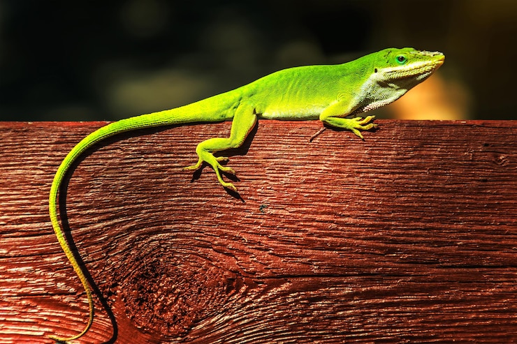 Zdjęcie zbliżenie jaszczurki na drewnianym zielonym anole teksańskim