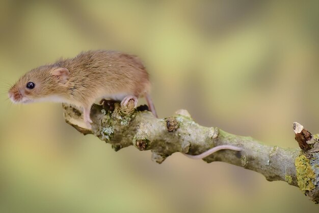 Zdjęcie zbliżenie jaszczurki na drzewie