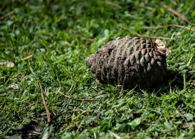 Zdjęcie zbliżenie jaszczurki na polu