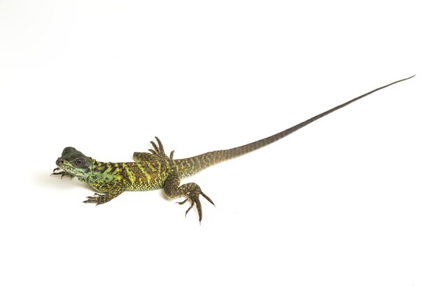 Zbliżenie Jaszczurki Sailfin Dragon