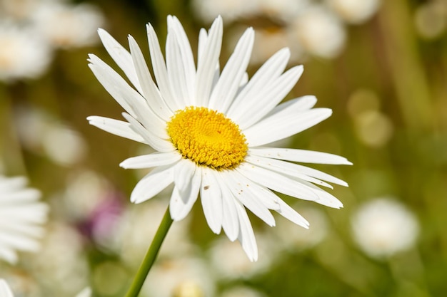 Zbliżenie jednego kwiatu stokrotki rosnącego w przydomowym ogrodzie na zielonym tle przyrody Biała roślina kwitnąca wiosną w parku na zewnątrz Flora kwitnąca na łące w słoneczny dzień