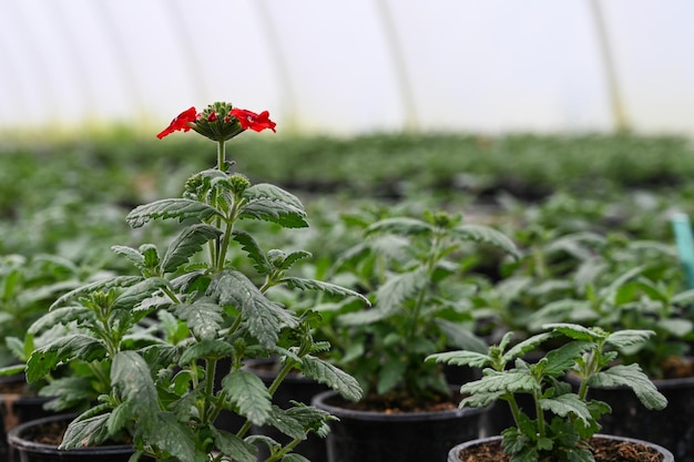 Zbliżenie jednego kwitnącego czerwonego kwiatu wśród wielu unblowngreen sadzonek w szklarni