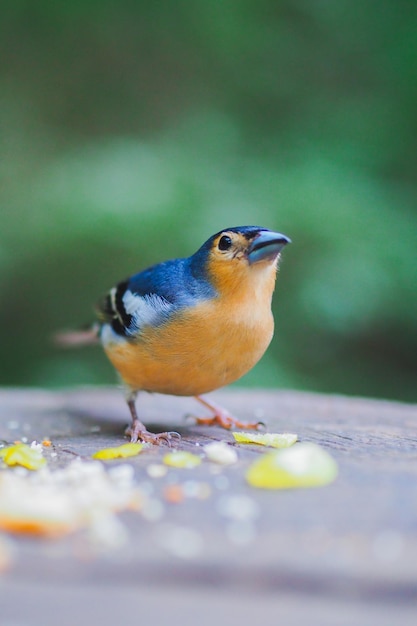 Zdjęcie zbliżenie jedzenia ptaków