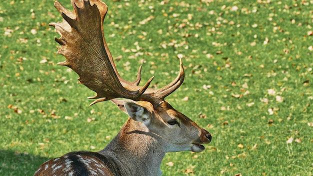 Zdjęcie zbliżenie jelenia na polu
