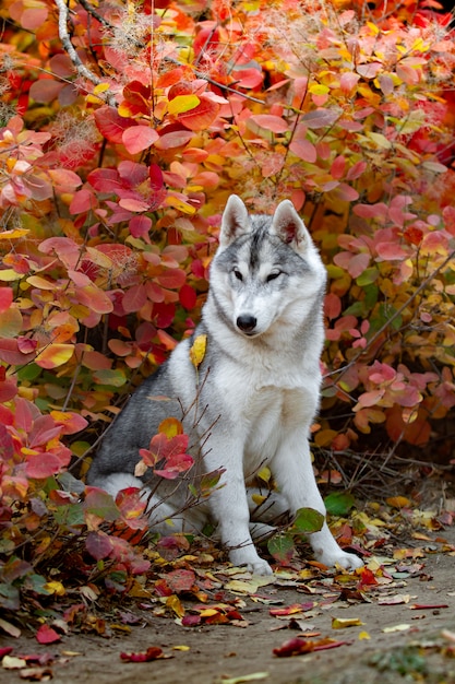 Zbliżenie jesieni portret Syberyjskiego husky szczeniak. Młody szary biały husky park.