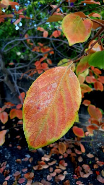 Zdjęcie zbliżenie jesiennego liścia na drzewie