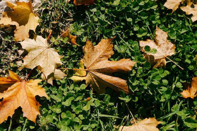 Zbliżenie jesiennych liści rośliny