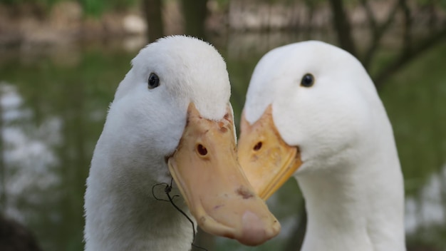 Zbliżenie Kaczek Na świeżym Powietrzu