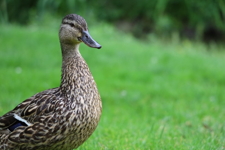 Zdjęcie zbliżenie kaczki dzikiej na polu